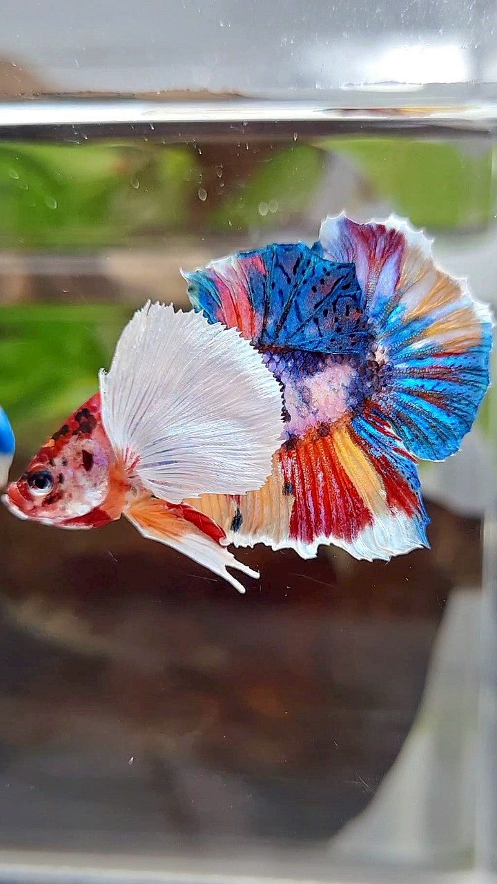 LUXURY PLAKAT SUPER DUMBO EAR RAINBOW MULTICOLOR FISH