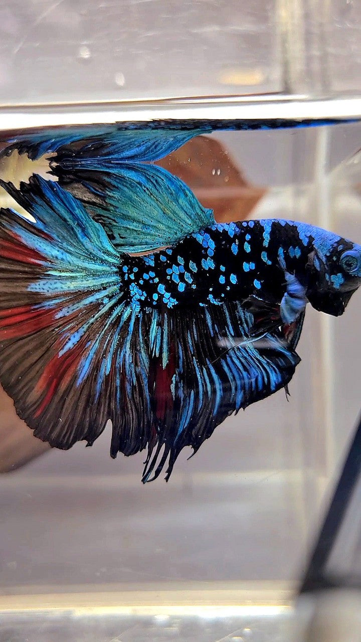 XL HALFMOON ROSETAIL BLACKSTAR GALAXY AVATAR BLUE BETTA FISH