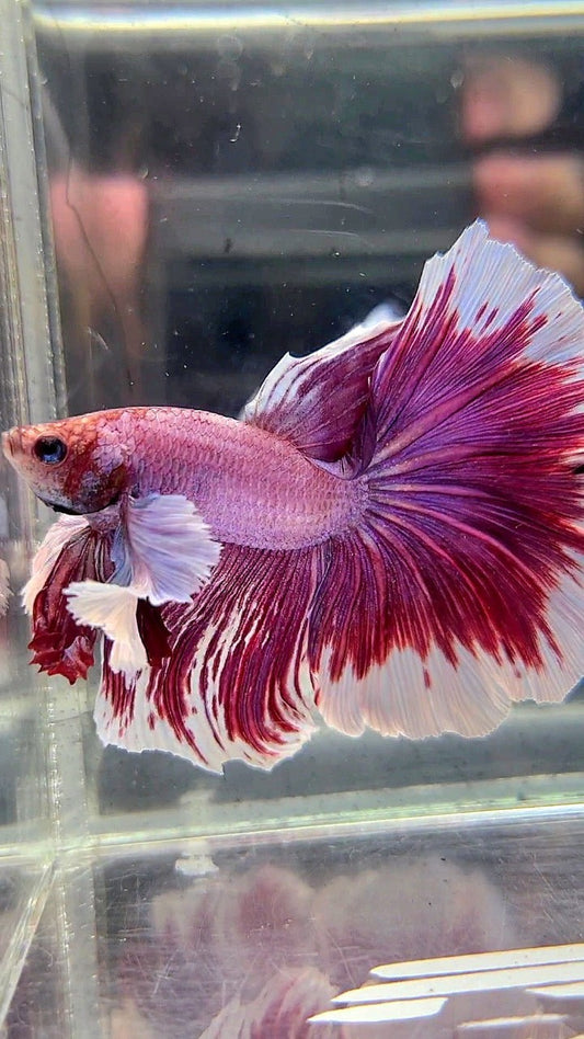 XL HALFMOON SUPER DUMBO EAR RED PURLE LAVENDER BETTA FISH