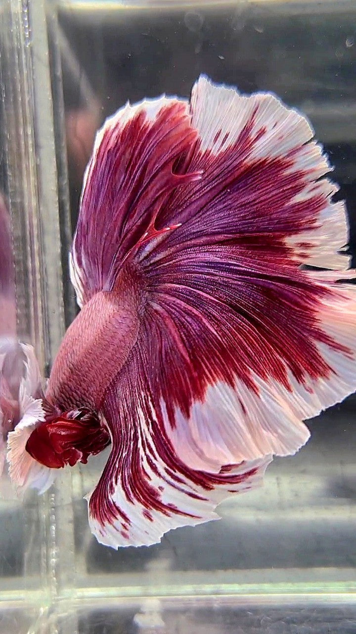 XL HALFMOON SUPER DUMBO EAR RED PURLE LAVENDER BETTA FISH