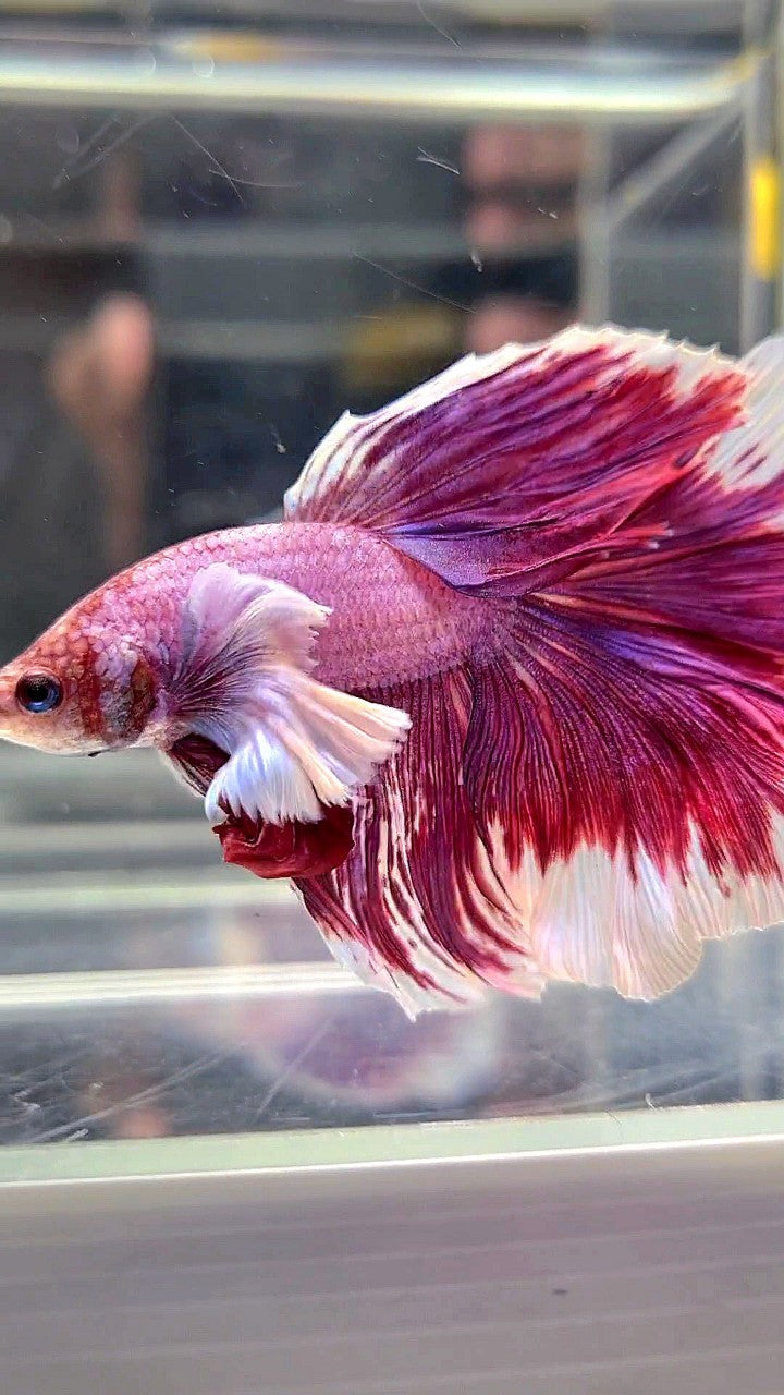 XL HALFMOON SUPER DUMBO EAR RED PURLE LAVENDER BETTA FISH