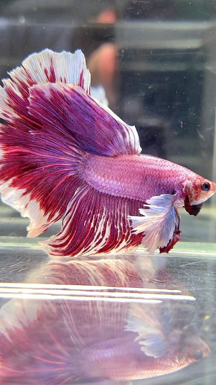 XL HALFMOON SUPER DUMBO EAR RED PURLE LAVENDER BETTA FISH