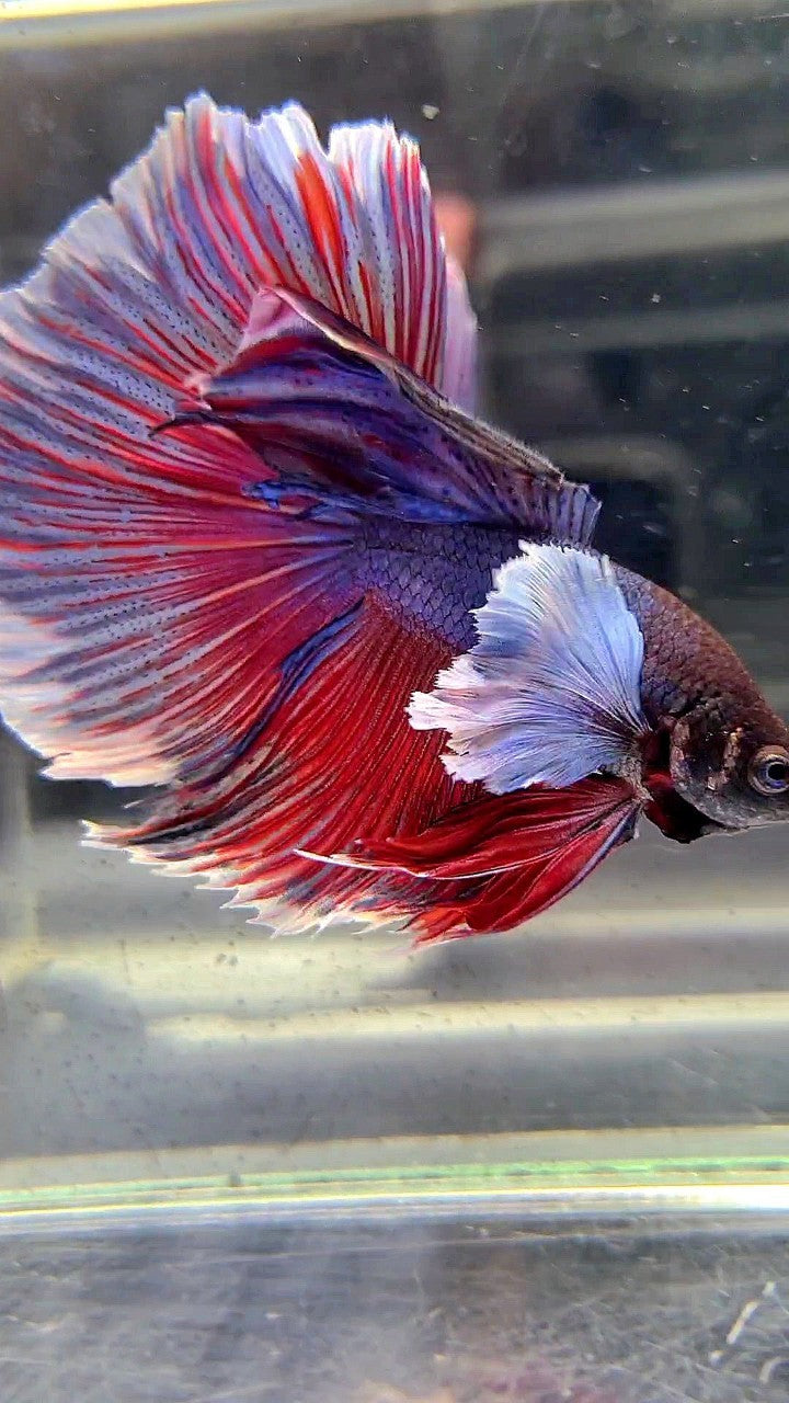 HALFMOON SUPER DUMBO EAR PURPLE RED WASH BETTA FISH