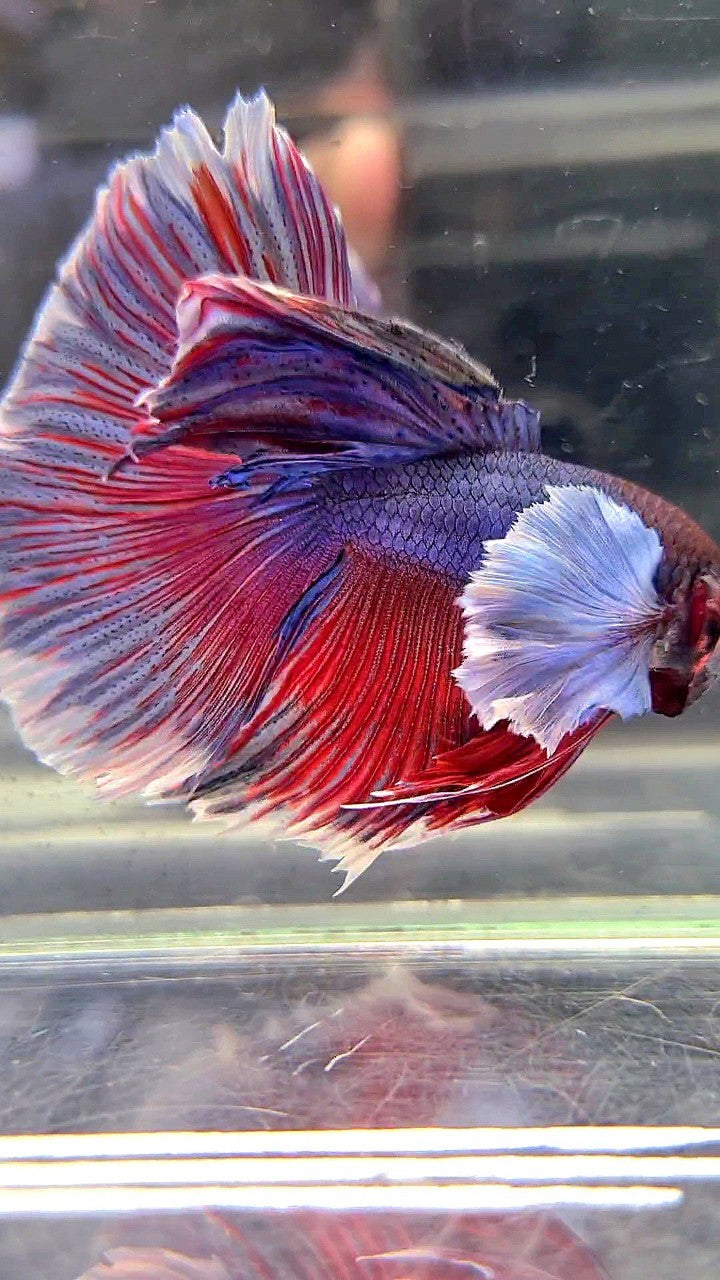 HALFMOON SUPER DUMBO EAR PURPLE RED WASH BETTA FISH