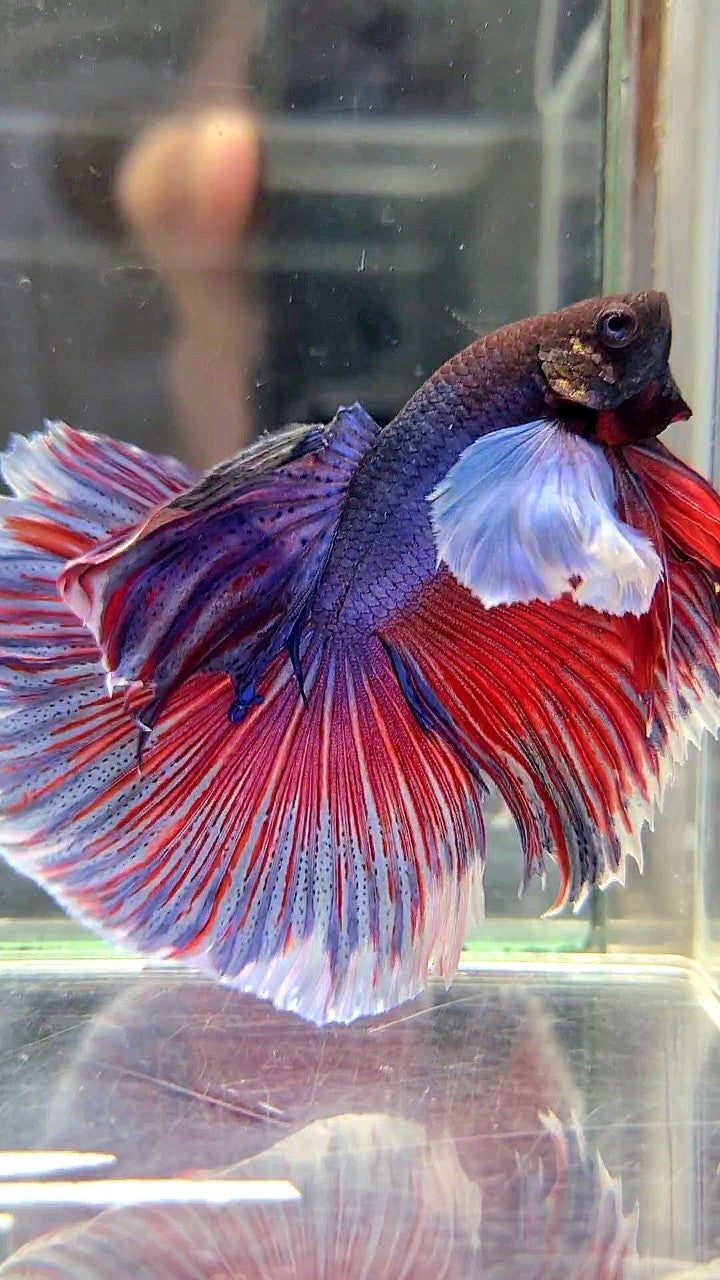 HALFMOON SUPER DUMBO EAR PURPLE RED WASH BETTA FISH