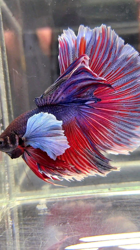 HALFMOON SUPER DUMBO EAR PURPLE RED WASH BETTA FISH