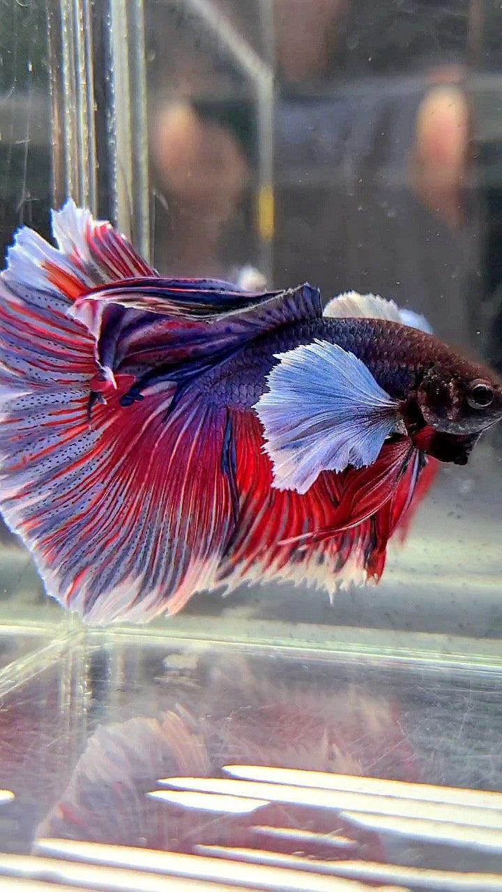 HALFMOON SUPER DUMBO EAR PURPLE RED WASH BETTA FISH