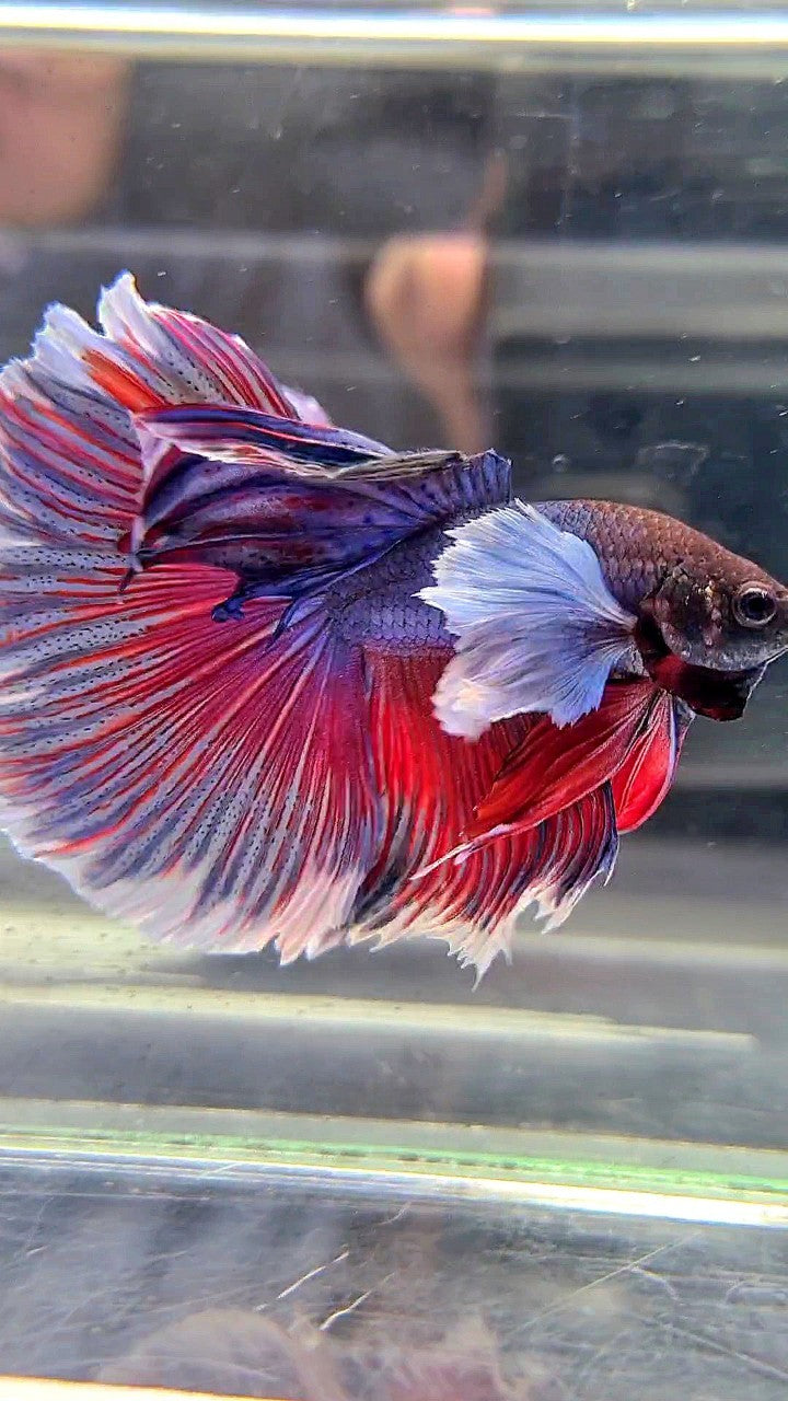 HALFMOON SUPER DUMBO EAR PURPLE RED WASH BETTA FISH