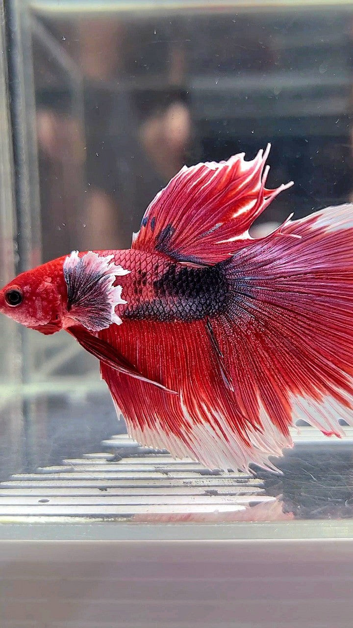 HALFMOON DUMBO EAR RED HEAD FANCY MULTICOLOR BETTA FISH