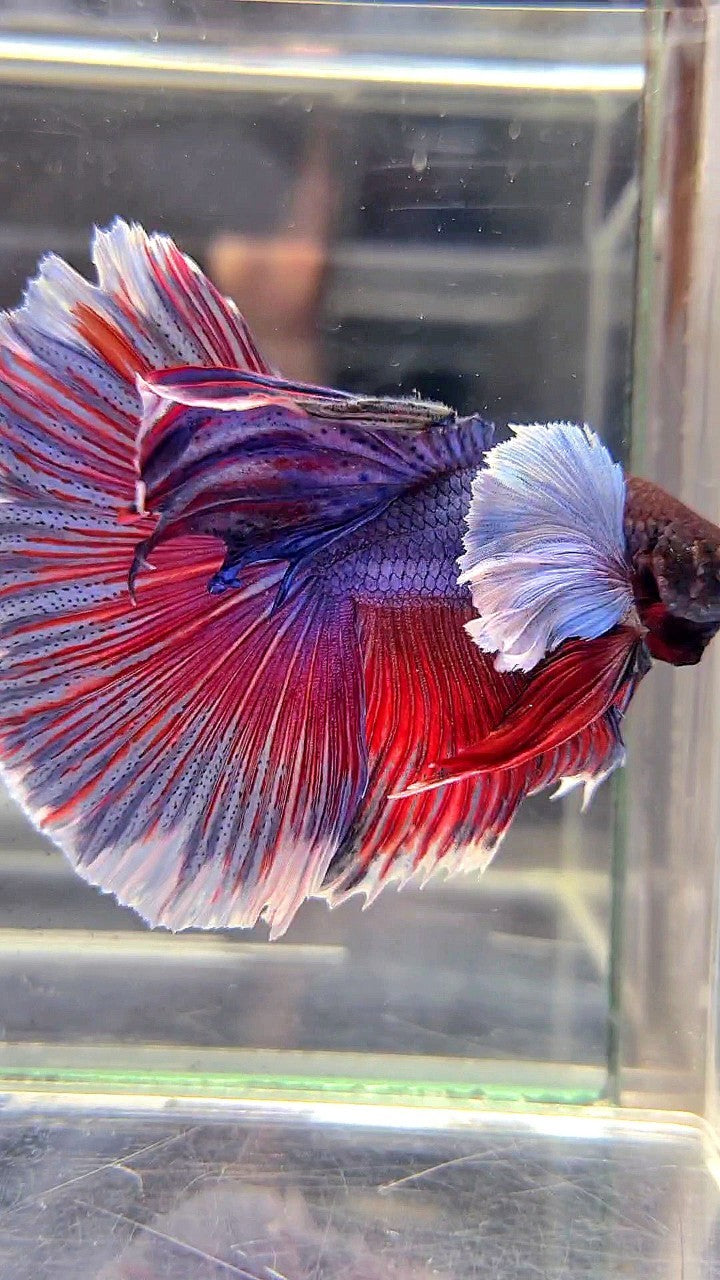 HALFMOON SUPER DUMBO EAR PURPLE RED WASH BETTA FISH