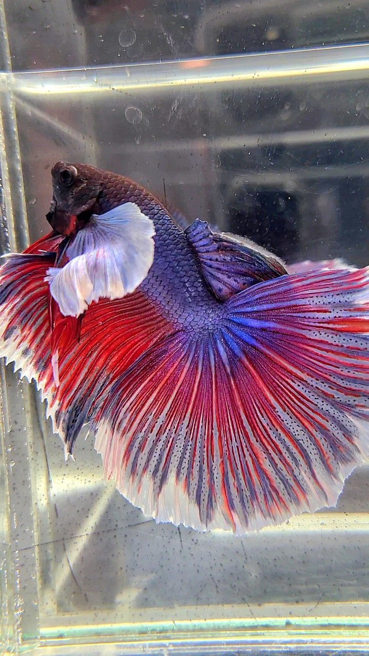 HALFMOON SUPER DUMBO EAR PURPLE RED WASH BETTA FISH