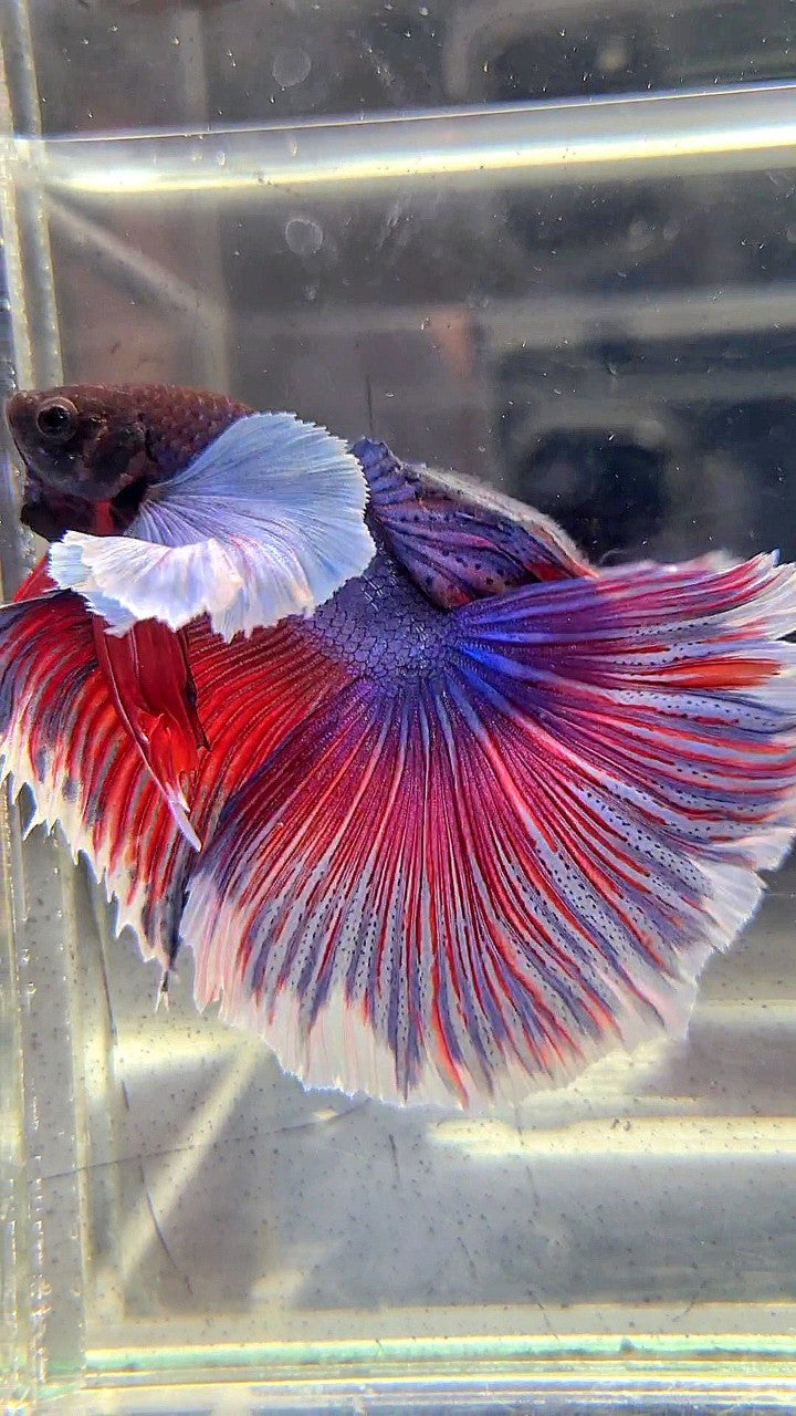 HALFMOON SUPER DUMBO EAR PURPLE RED WASH BETTA FISH