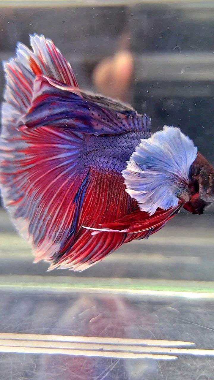 HALFMOON SUPER DUMBO EAR PURPLE RED WASH BETTA FISH