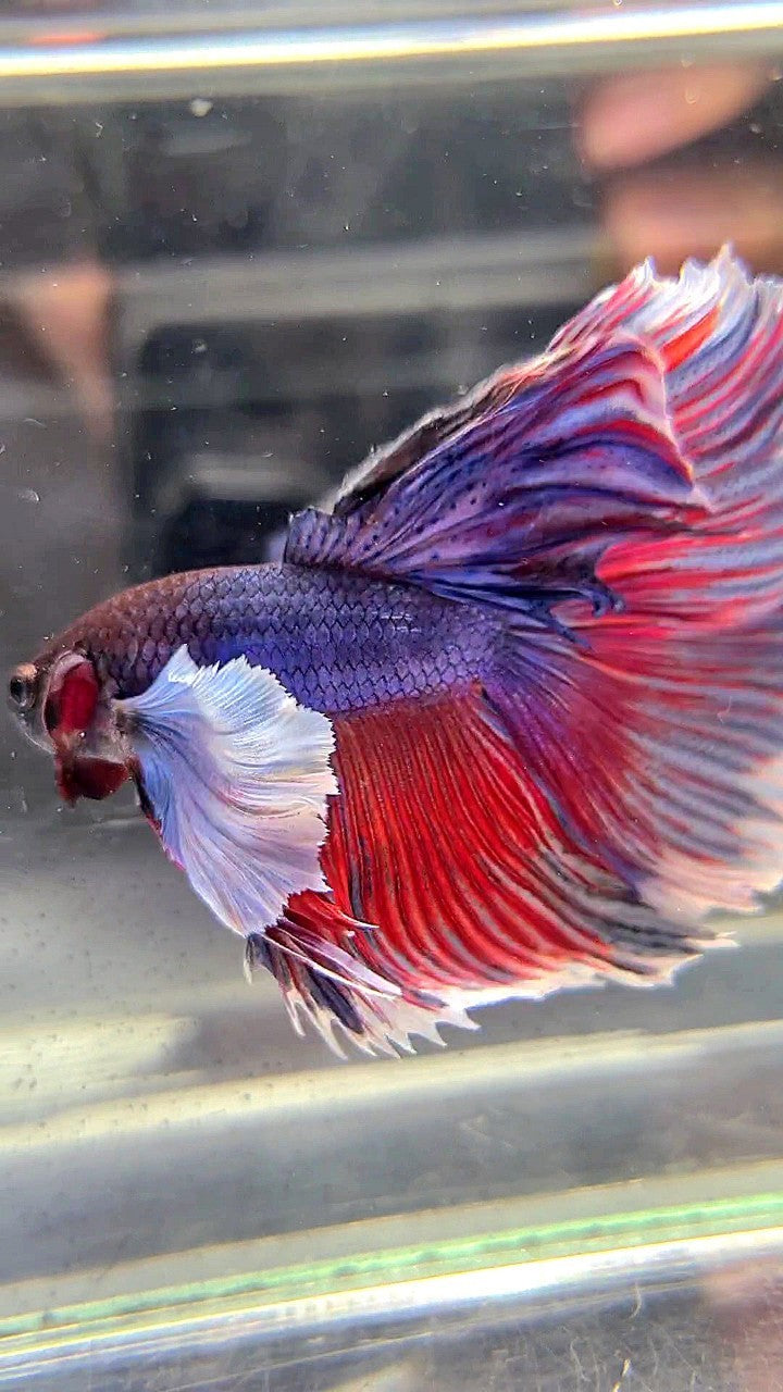 HALFMOON SUPER DUMBO EAR PURPLE RED WASH BETTA FISH