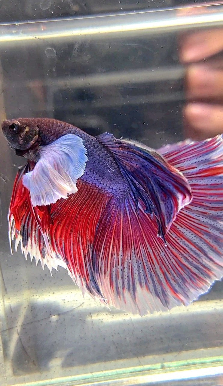 HALFMOON SUPER DUMBO EAR PURPLE RED WASH BETTA FISH