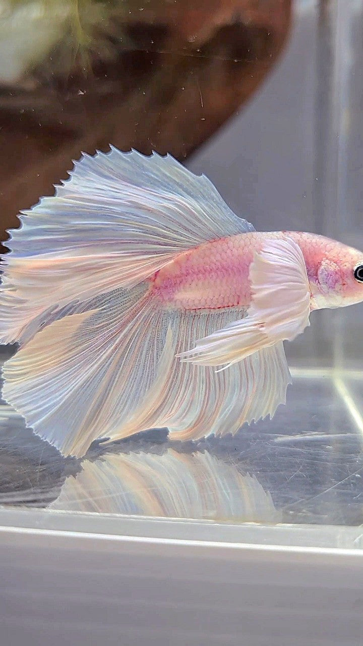 HALFMOON DOUBLE TAIL DUMBO EAR WHITE PLATINUM BETTA FISH