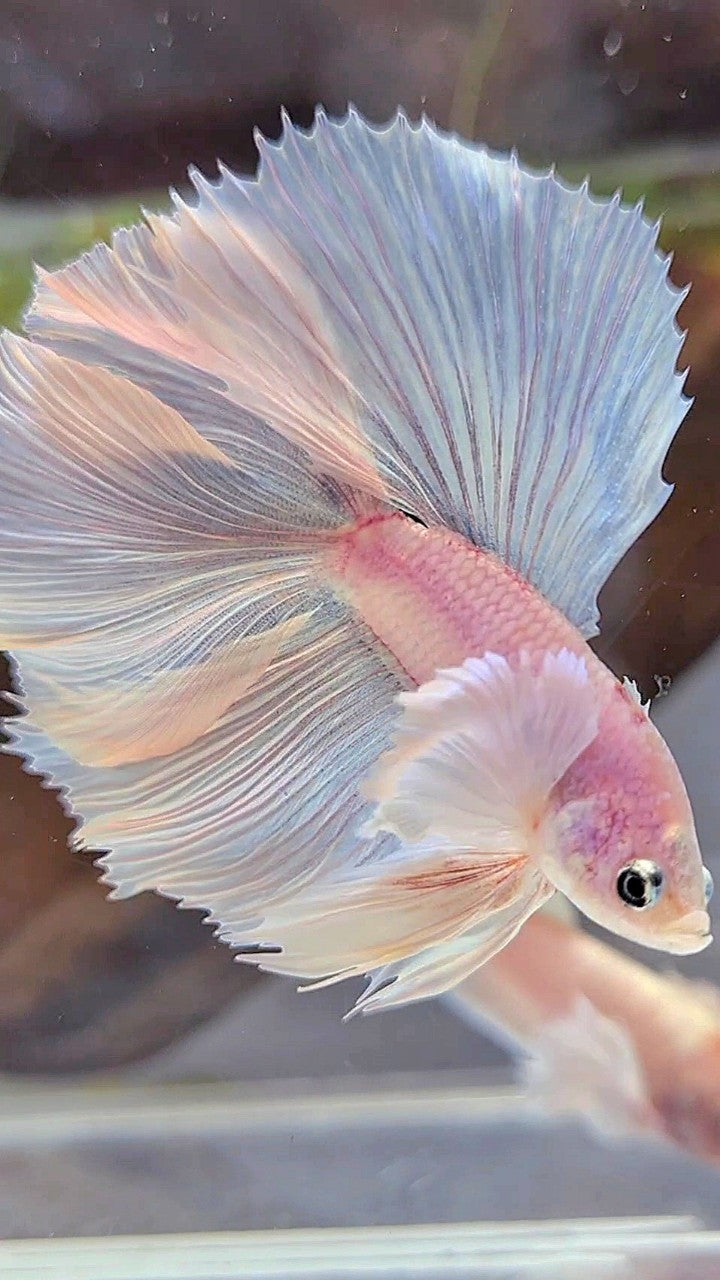 HALFMOON DOUBLE TAIL DUMBO EAR WHITE PLATINUM BETTA FISH