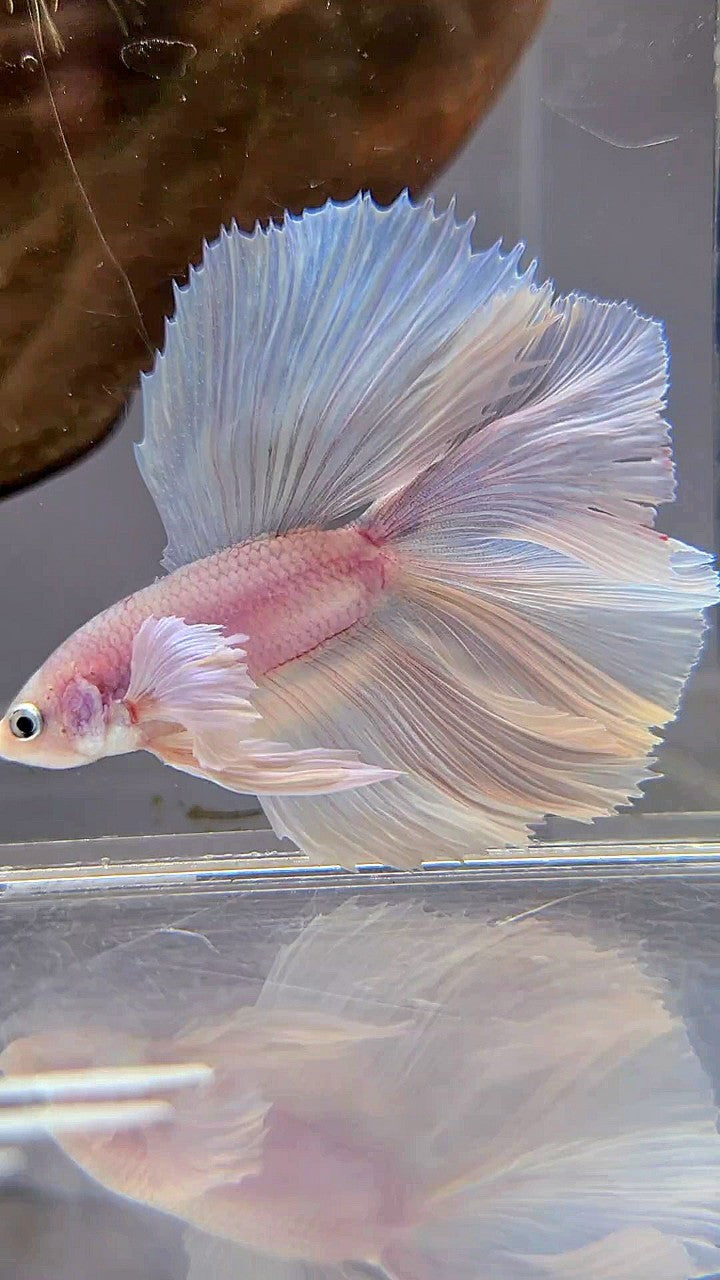 HALFMOON DOUBLE TAIL DUMBO EAR WHITE PLATINUM BETTA FISH