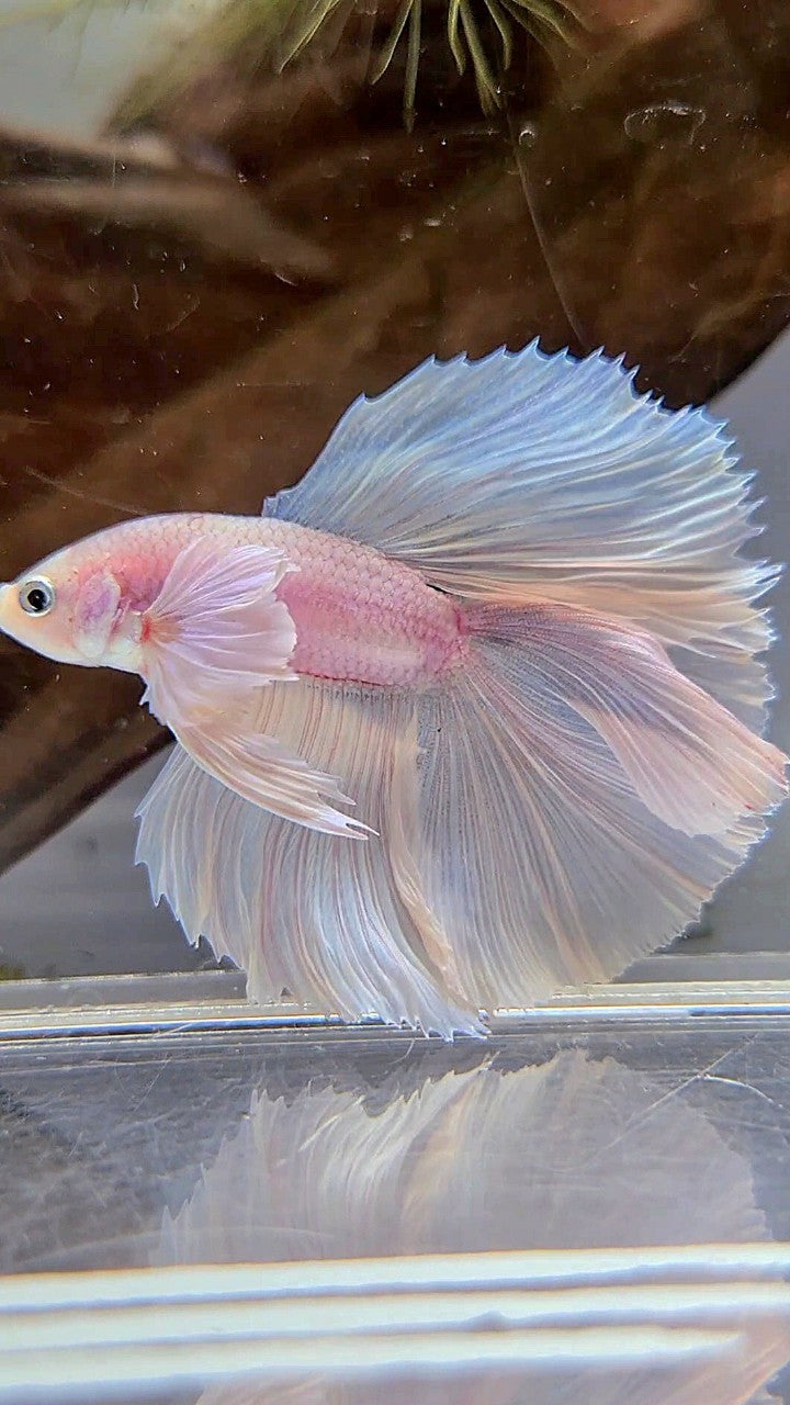 HALFMOON DOUBLE TAIL DUMBO EAR WHITE PLATINUM BETTA FISH