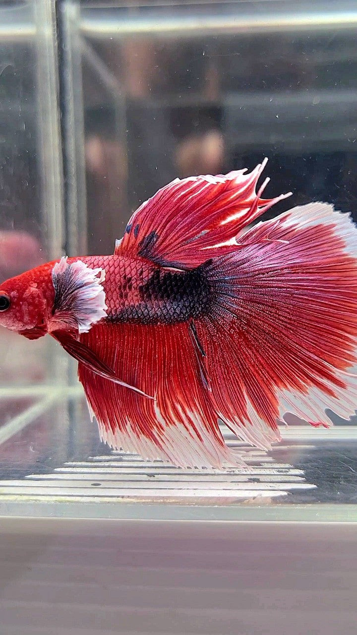 HALFMOON DUMBO EAR RED HEAD FANCY MULTICOLOR BETTA FISH