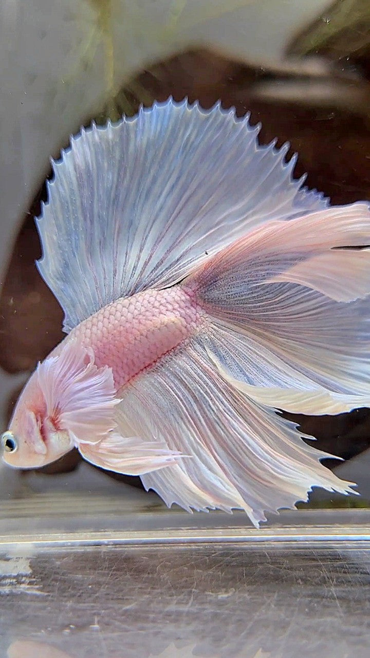 HALFMOON DOUBLE TAIL DUMBO EAR WHITE PLATINUM BETTA FISH