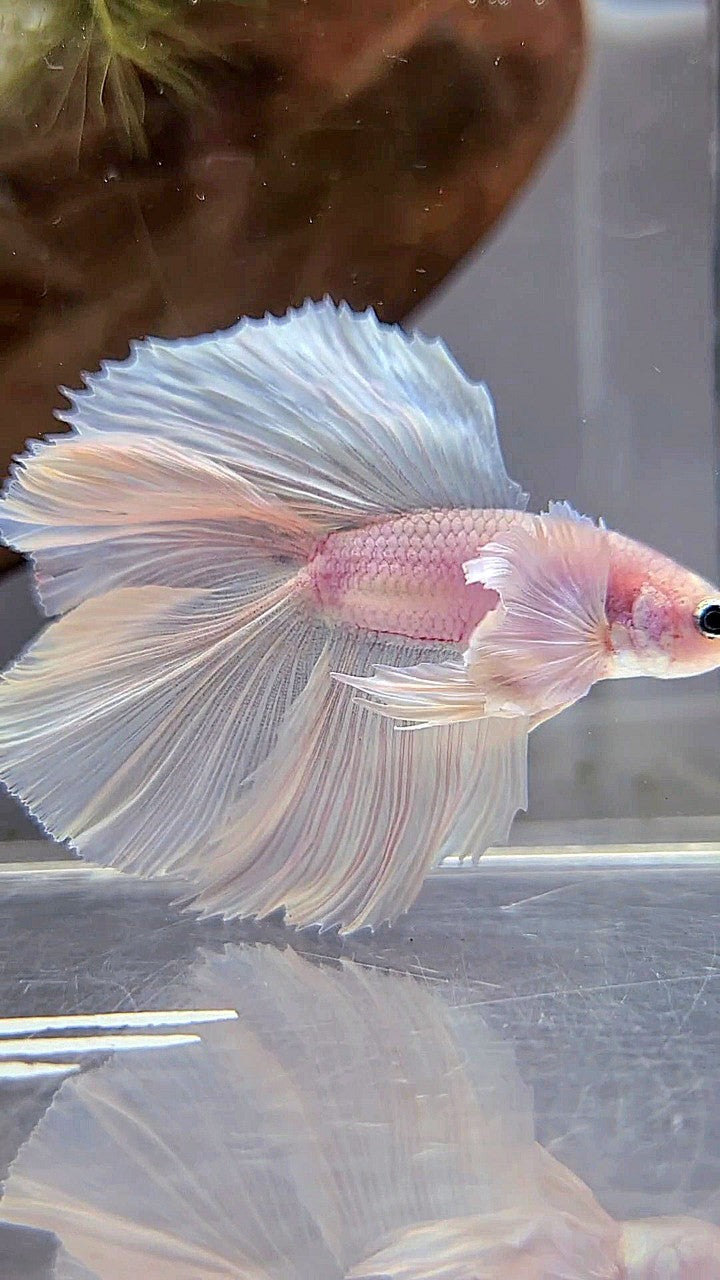 HALFMOON DOUBLE TAIL DUMBO EAR WHITE PLATINUM BETTA FISH