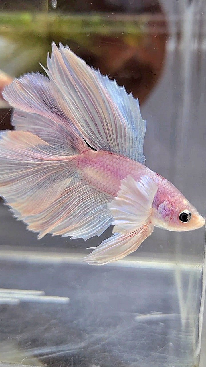 HALFMOON DOUBLE TAIL DUMBO EAR WHITE PLATINUM BETTA FISH