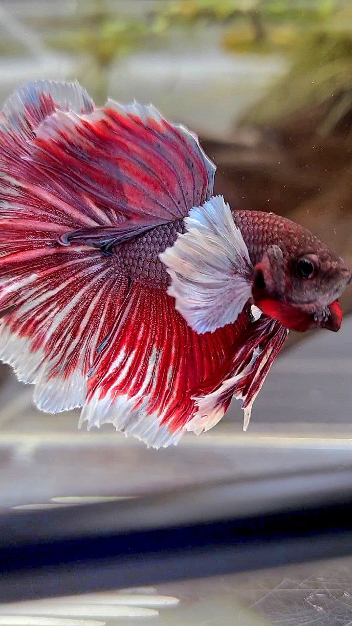 HALFMOON SUPER DUMBO EAR PURPLE RED BETTA FISH