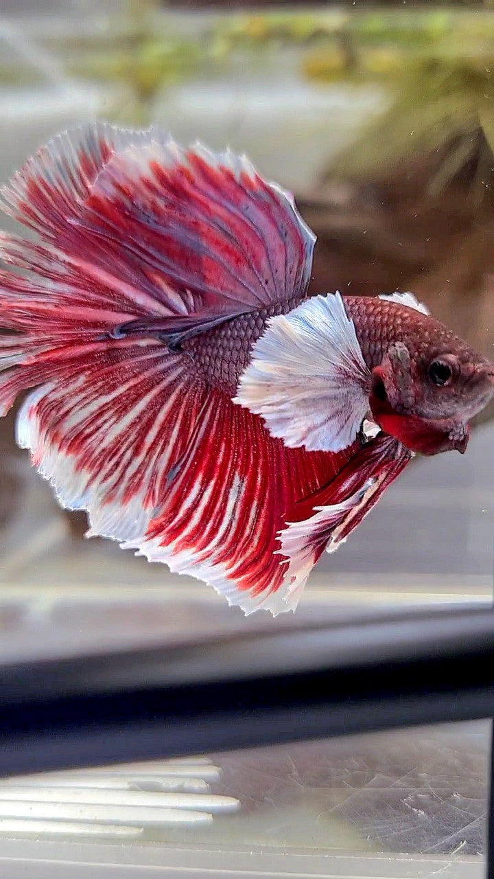 HALFMOON SUPER DUMBO EAR PURPLE RED BETTA FISH