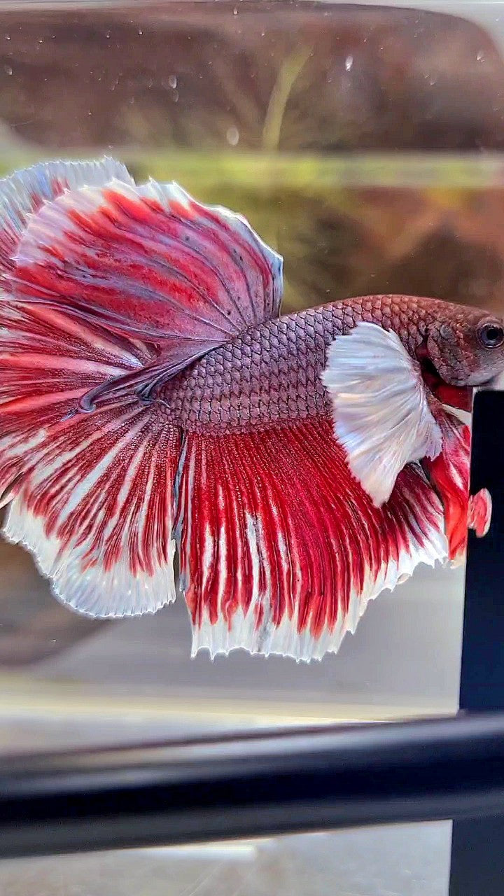 HALFMOON SUPER DUMBO EAR PURPLE RED BETTA FISH