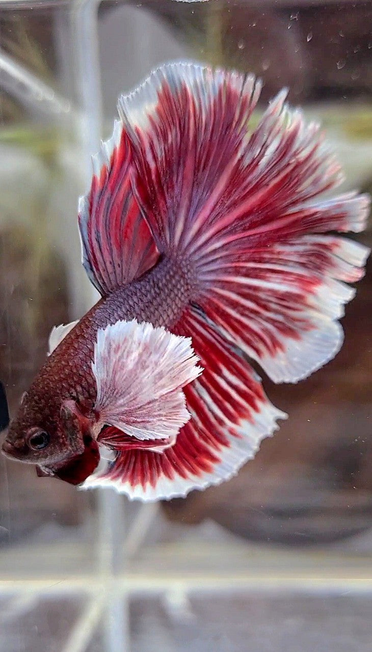 HALFMOON SUPER DUMBO EAR PURPLE RED BETTA FISH