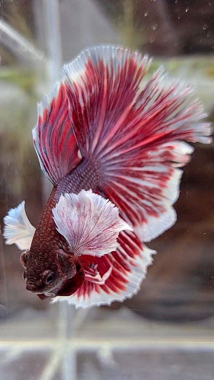 HALFMOON SUPER DUMBO EAR PURPLE RED BETTA FISH