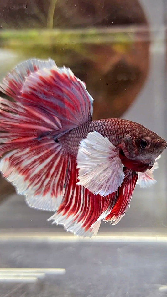 HALFMOON SUPER DUMBO EAR PURPLE RED BETTA FISH