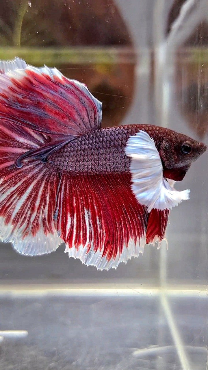 HALFMOON SUPER DUMBO EAR PURPLE RED BETTA FISH