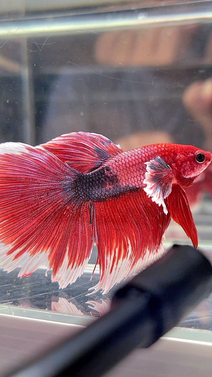 HALFMOON DUMBO EAR RED HEAD FANCY MULTICOLOR BETTA FISH