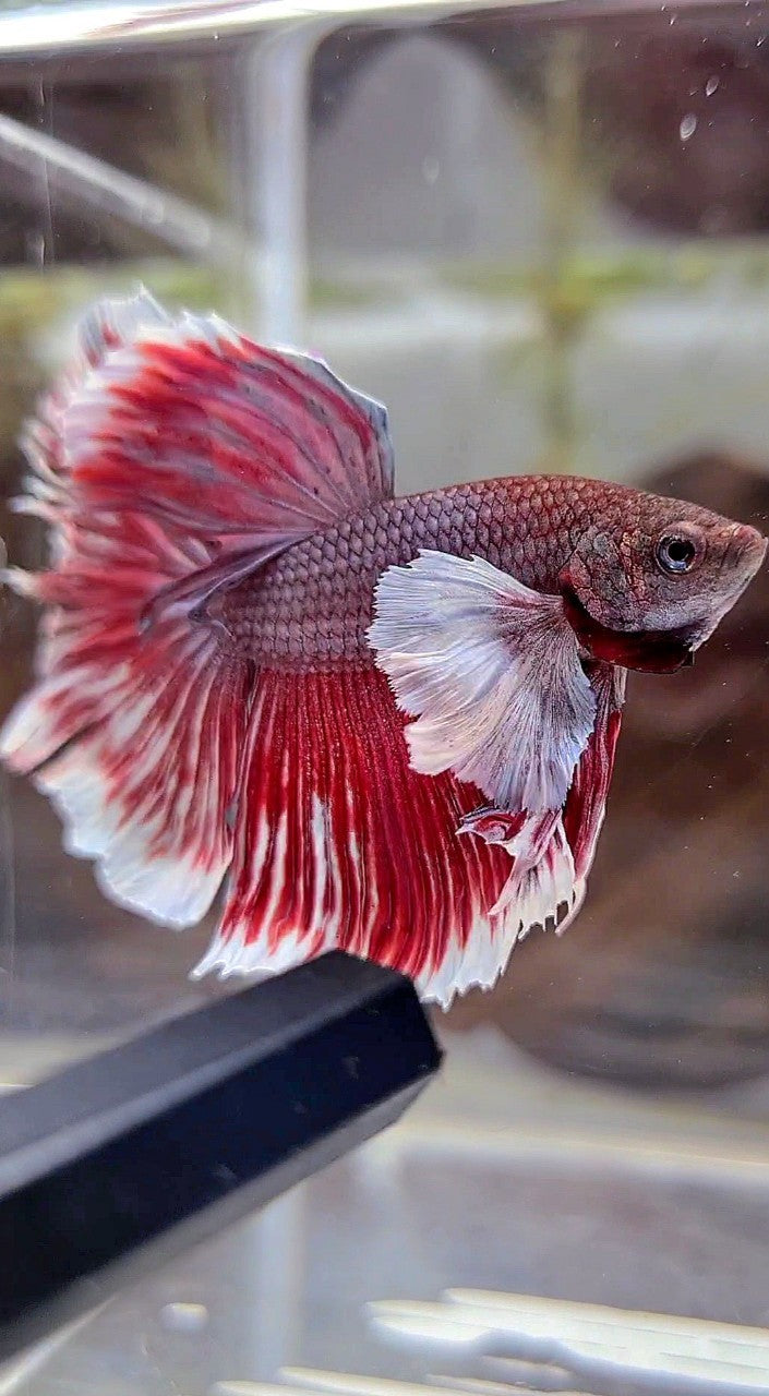 HALFMOON SUPER DUMBO EAR PURPLE RED BETTA FISH