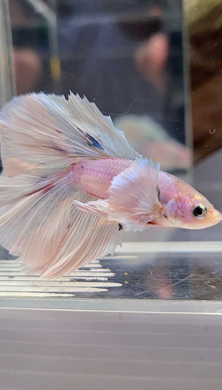 HALFMOON DOUBLE TAIL DUMBO EAR WHITE OPAQUE BETTA FISH