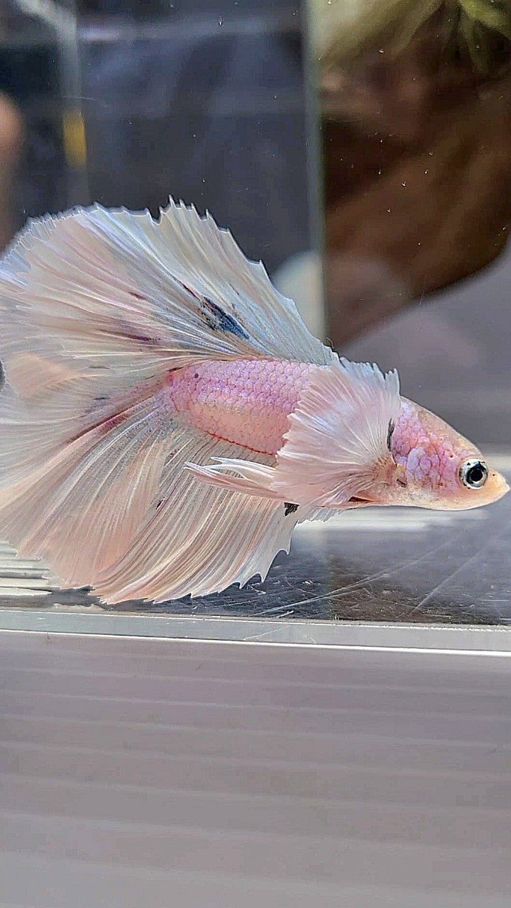 HALFMOON DOUBLE TAIL DUMBO EAR WHITE OPAQUE BETTA FISH