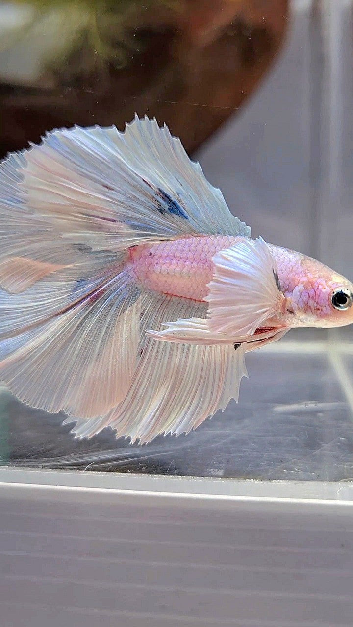 HALFMOON DOUBLE TAIL DUMBO EAR WHITE OPAQUE BETTA FISH