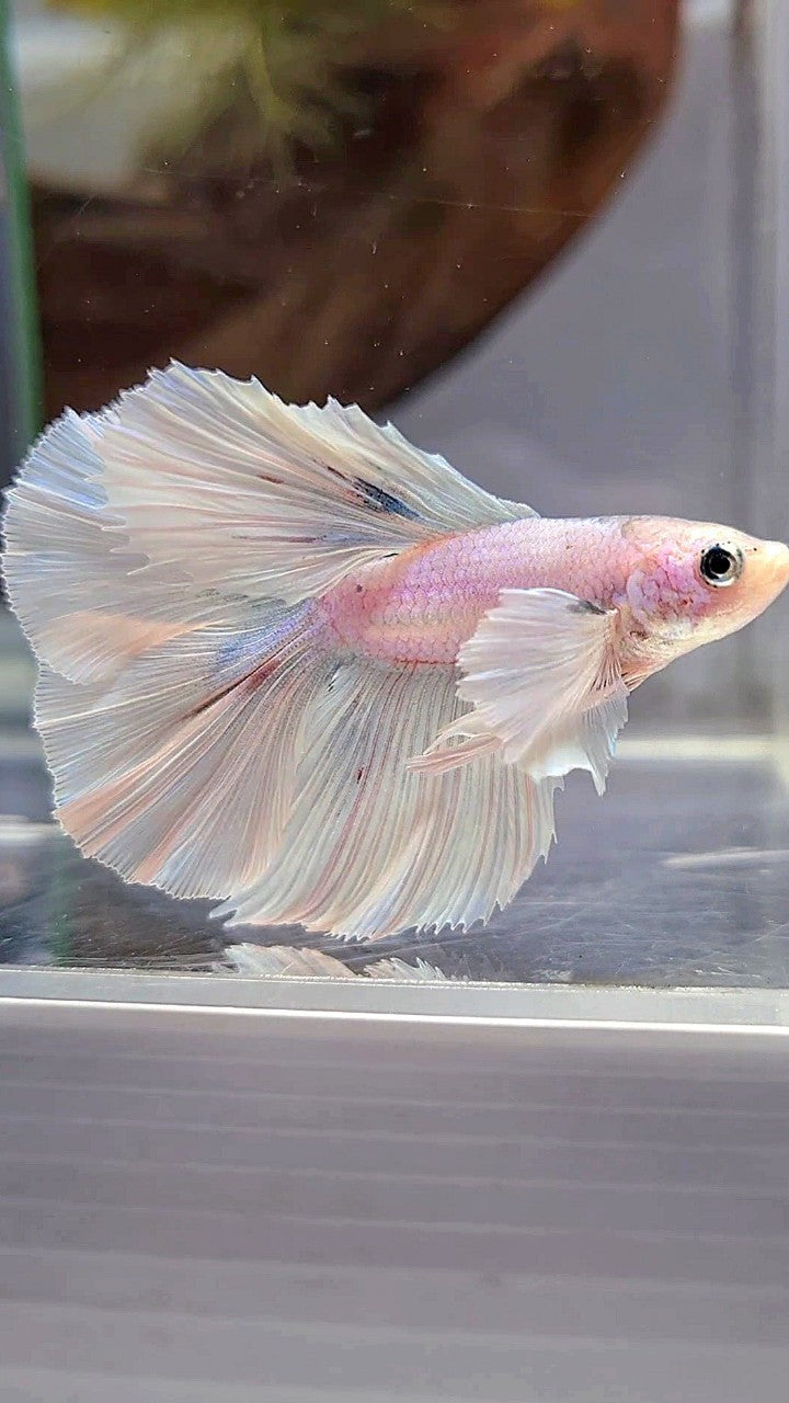 HALFMOON DOUBLE TAIL DUMBO EAR WHITE OPAQUE BETTA FISH