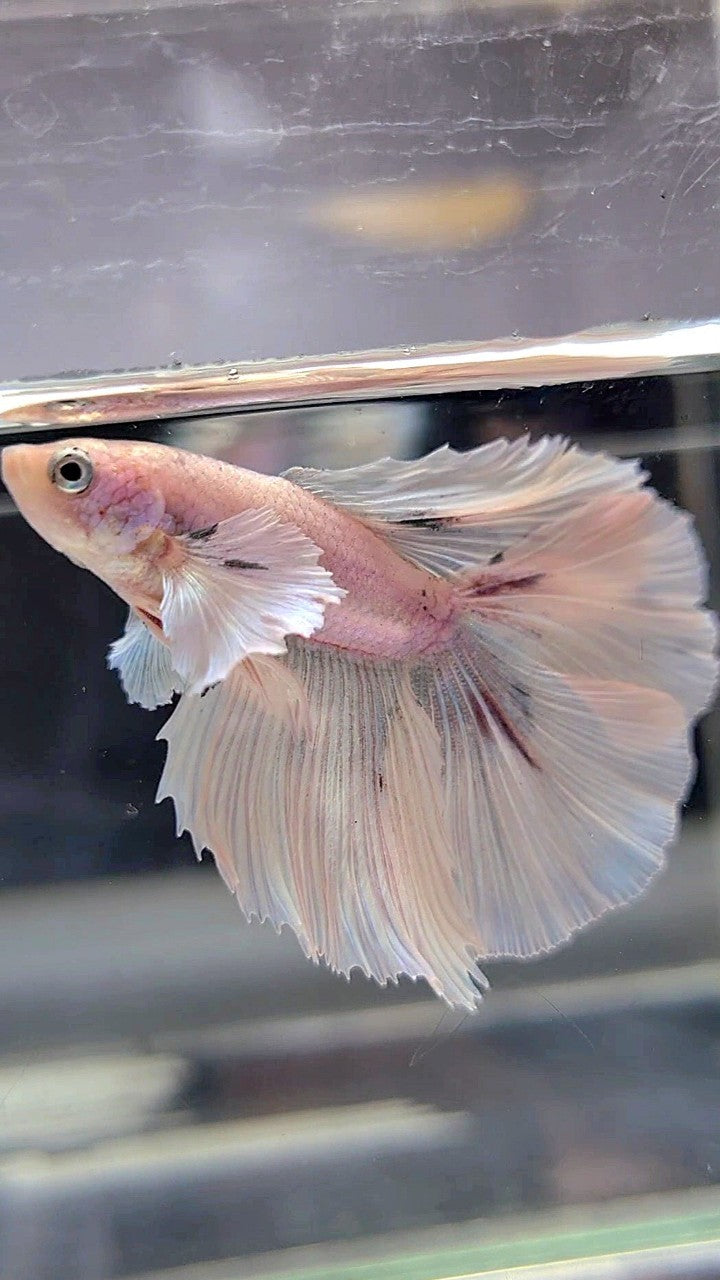 HALFMOON DOUBLE TAIL DUMBO EAR WHITE OPAQUE BETTA FISH