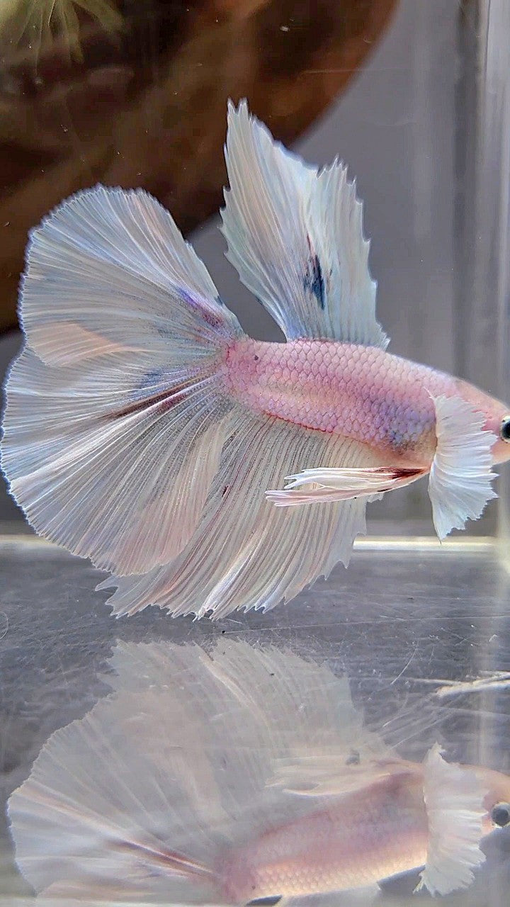 HALFMOON DOUBLE TAIL DUMBO EAR WHITE OPAQUE BETTA FISH