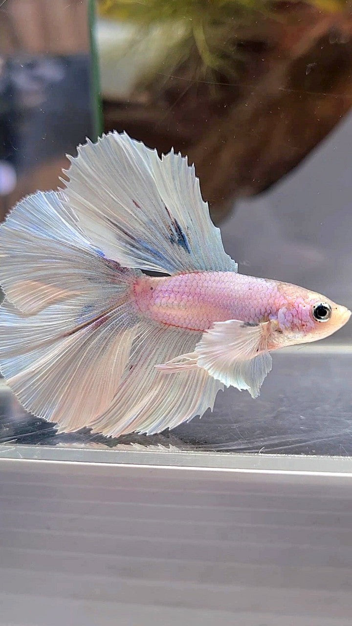 HALFMOON DOUBLE TAIL DUMBO EAR WHITE OPAQUE BETTA FISH