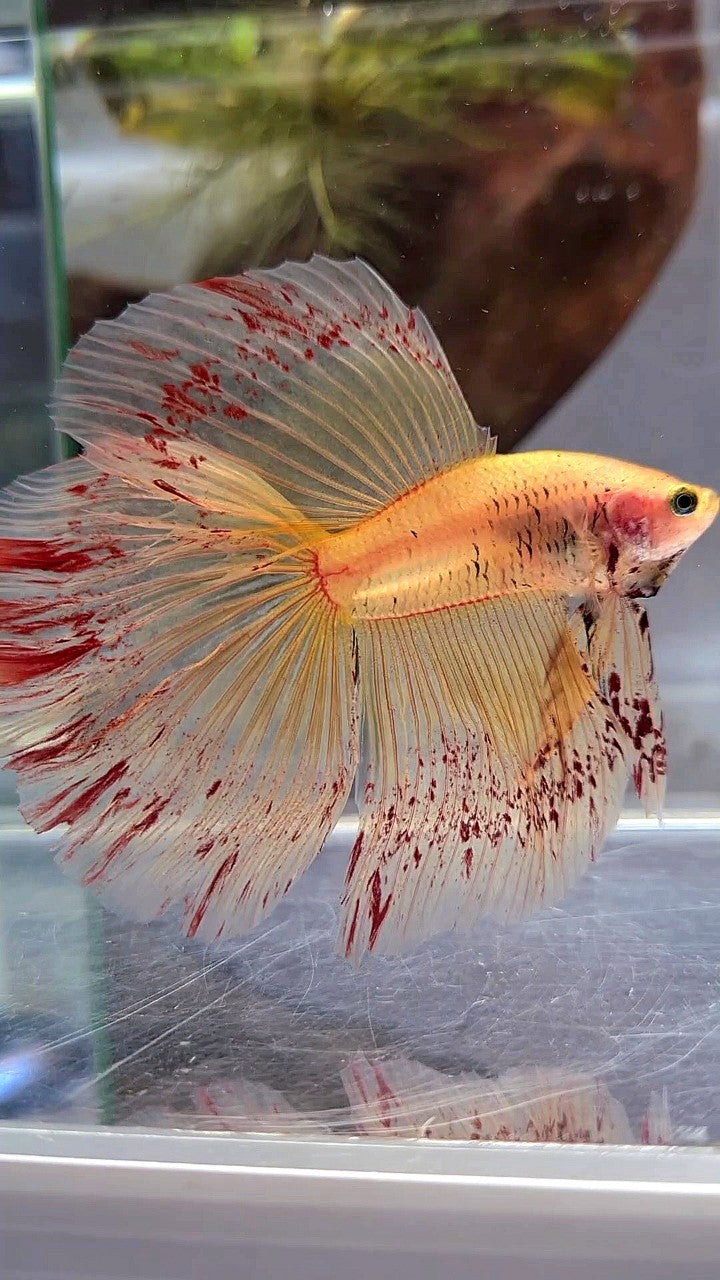 HALFMOON ROSETAIL SUPER VANDA YELLOW BETTA FISH