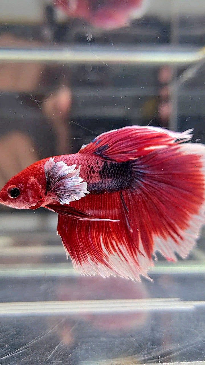 HALFMOON DUMBO EAR RED HEAD FANCY MULTICOLOR BETTA FISH