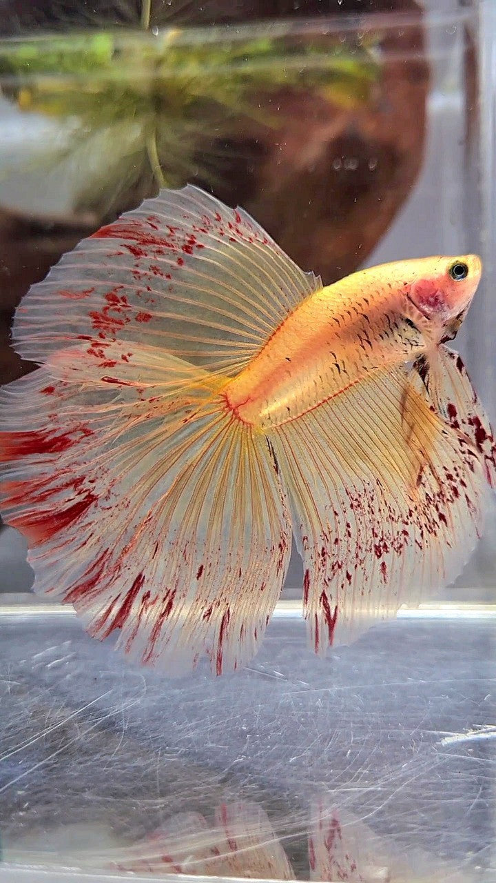 HALFMOON ROSETAIL SUPER VANDA YELLOW BETTA FISH