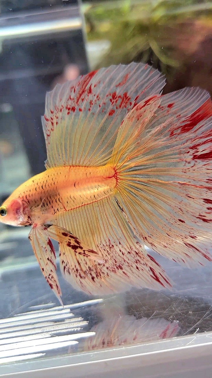 HALFMOON ROSETAIL SUPER VANDA YELLOW BETTA FISH