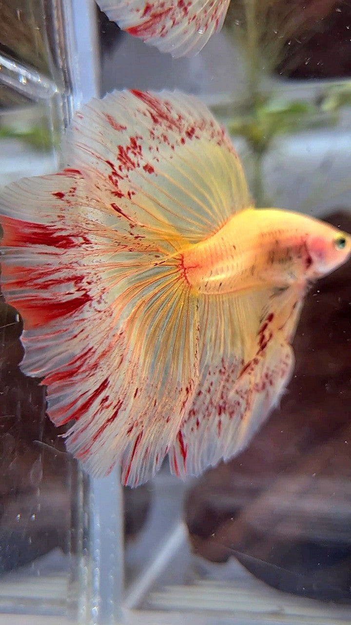 HALFMOON ROSETAIL SUPER VANDA YELLOW BETTA FISH