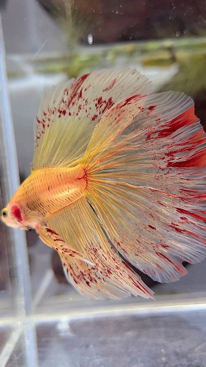 HALFMOON ROSETAIL SUPER VANDA YELLOW BETTA FISH