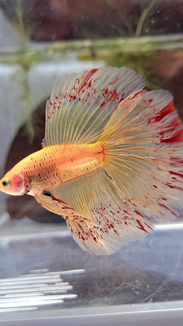 HALFMOON ROSETAIL SUPER VANDA YELLOW BETTA FISH